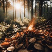 Immagine che contiene albero, natura, aria aperta, calore

Descrizione generata automaticamente